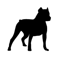 American Pit Bull Terrier