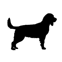 American Water Spaniel