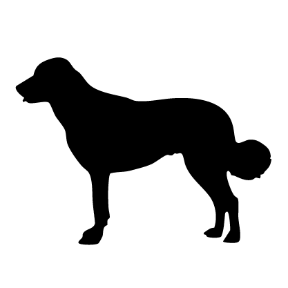 Anatolian Shepherd Dog