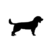 Basset Fauve de Bretagne