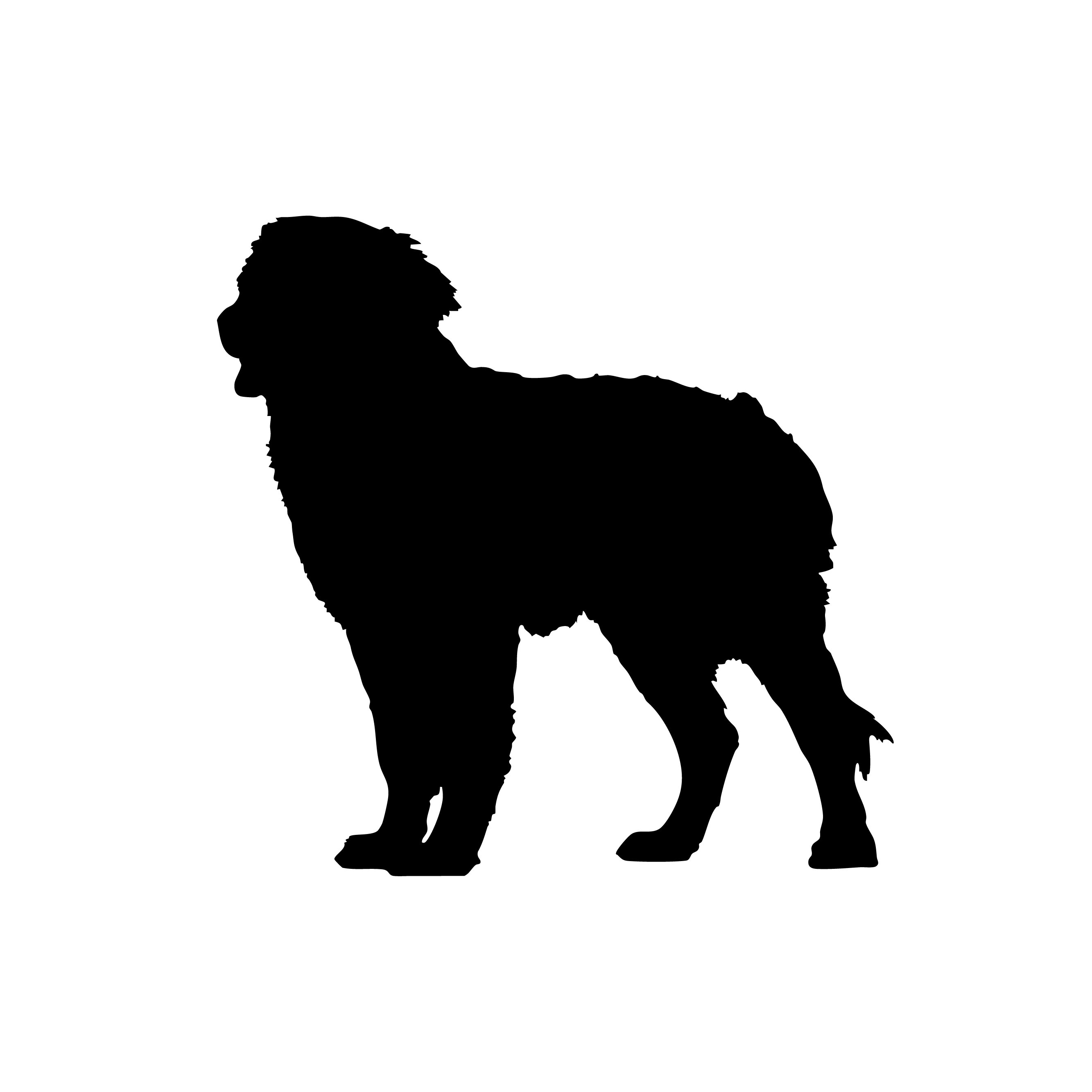 Bernese Mountain Dog