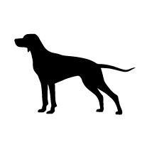 Braque du Bourbonnais