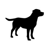 British Labrador Retriever