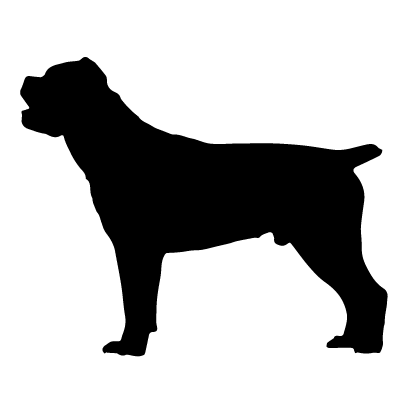 Cane Corso