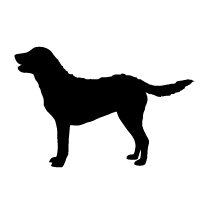 Chesapeake Bay Retriever