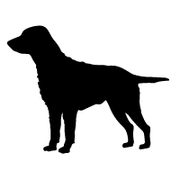 Curly Coated Retriever