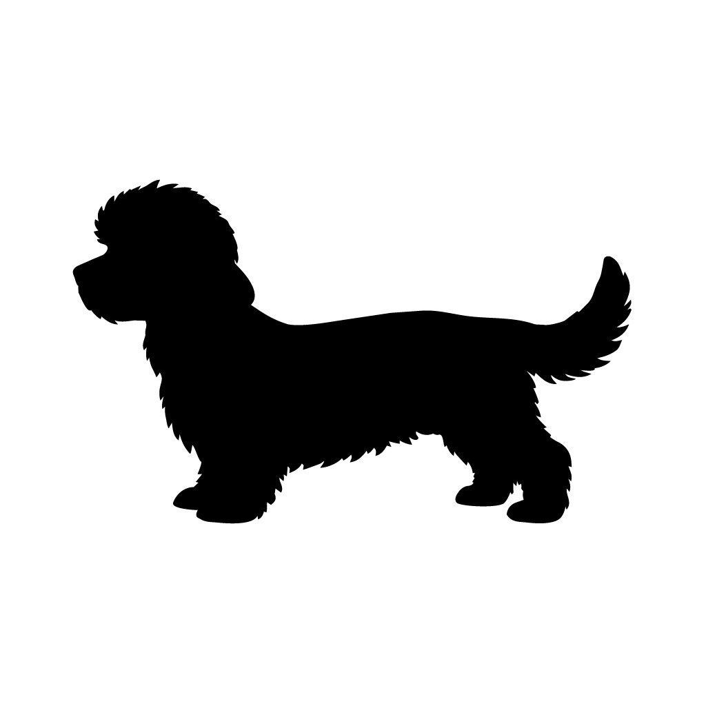 Dandie Dinmont Terrier