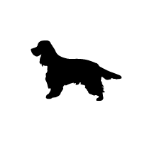 Deutscher Wachtelhund