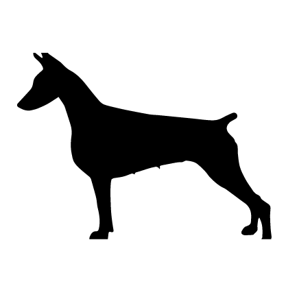 Doberman Pinscher