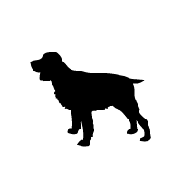 English Springer Spaniel