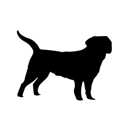 Entlebucher Mountain Dog