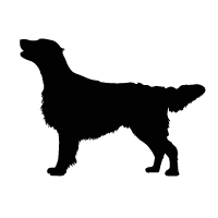 Flat Coated Retriever