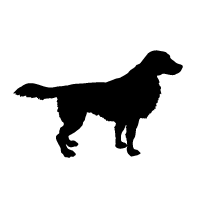 German Longhaired Pointer