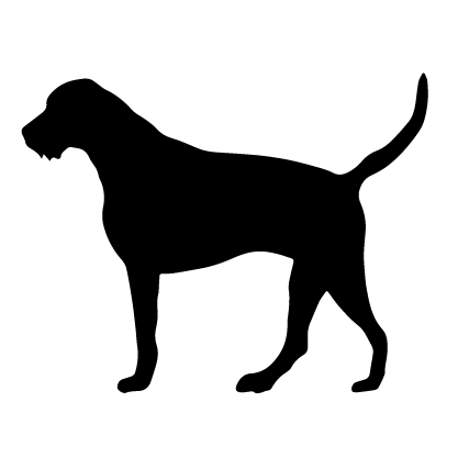 German Wirehaired Pointer