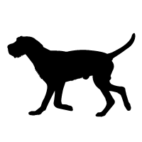 Hungarian Wirehaired Vizsla