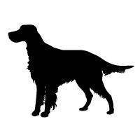 Irish Red and White Setter