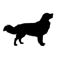 Nova Scotia Duck-Tolling Retriever