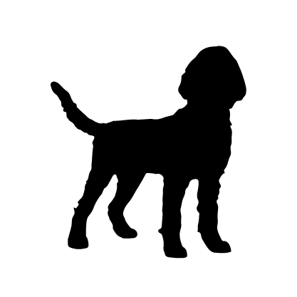 Portuguese Water Dog