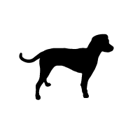 Serbian Tricolor Hound