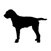 Slovakian Rough Haired Pointers