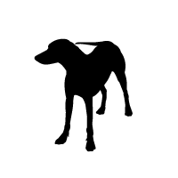 Tennessee Treeing Brindle