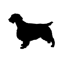 Welsh Springer Spaniel