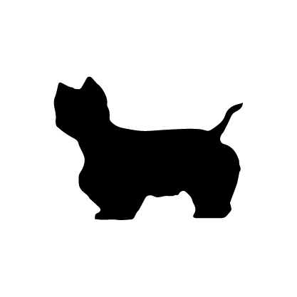 West Highland White Terrier