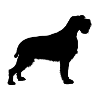 Wirehaired Pointing Griffon