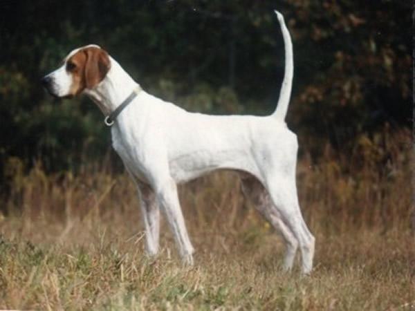 English Pointer English Pointer
