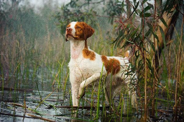 Featured Breed - American Brittany