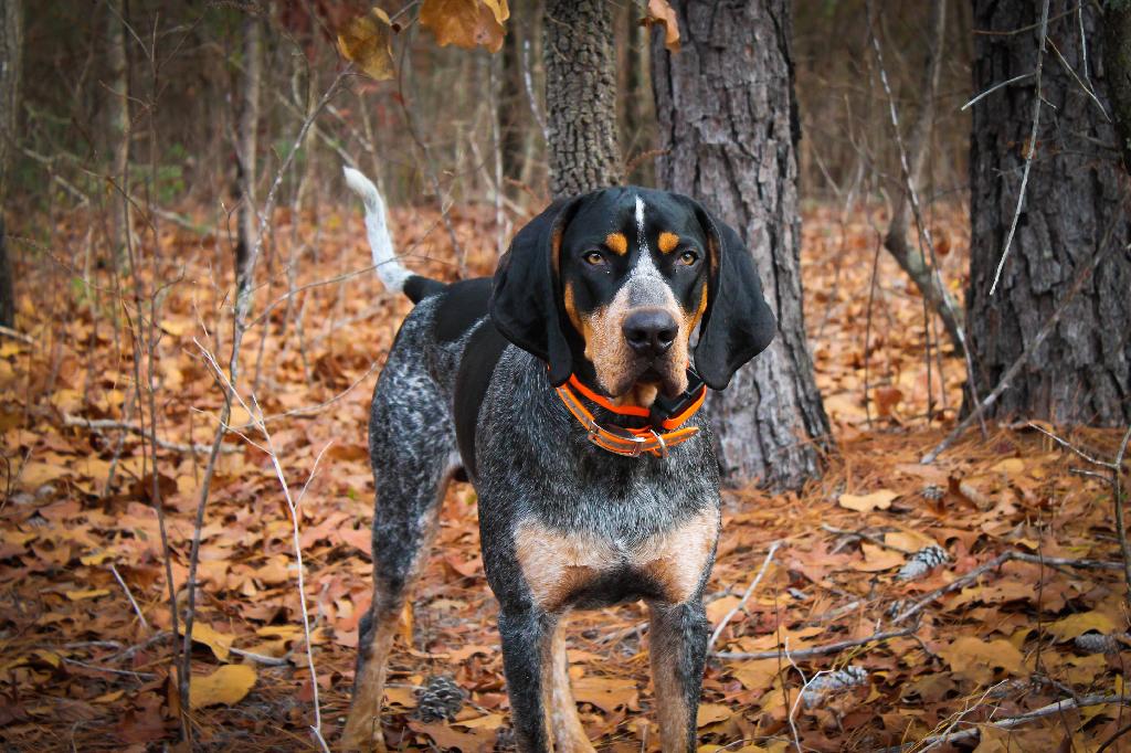 Bluetick Coonhound Bluetick Coonhound