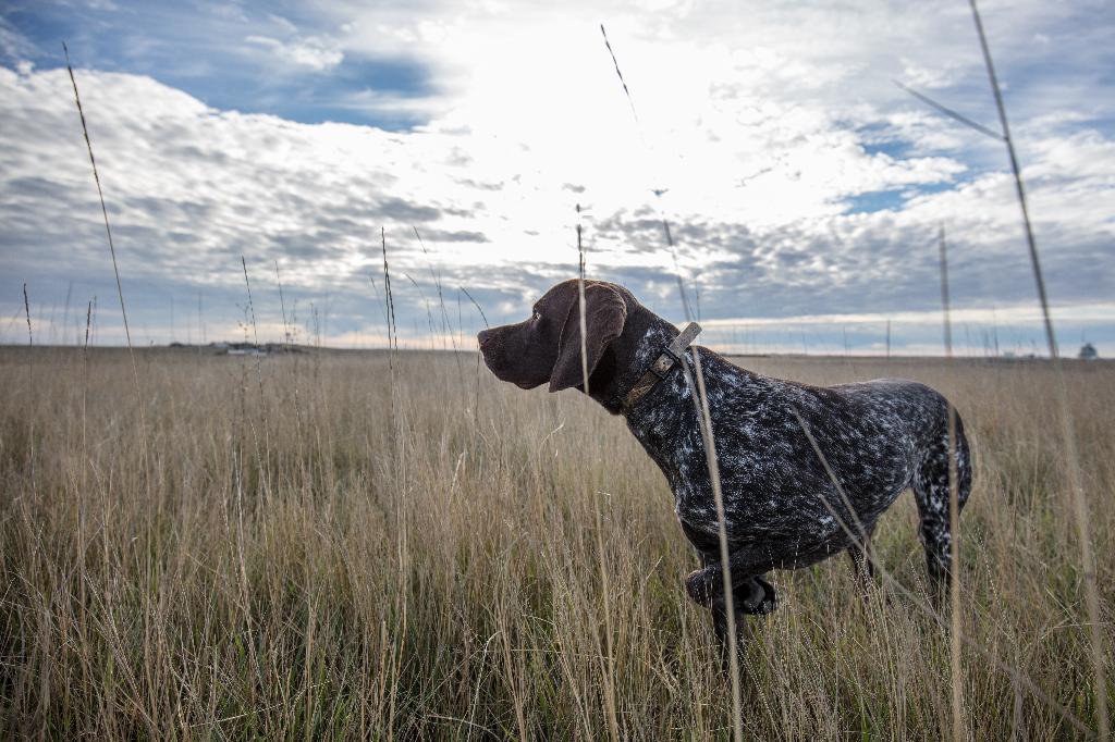 German Shorthaired Pointer German Shorthaired Pointer