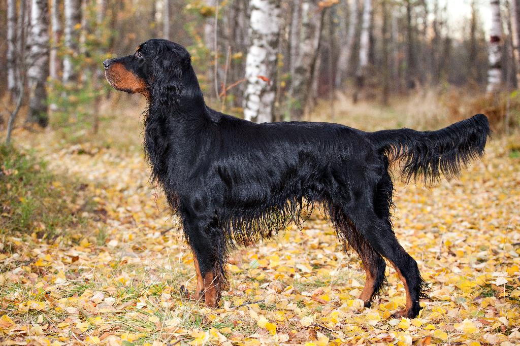 Gordon Setter