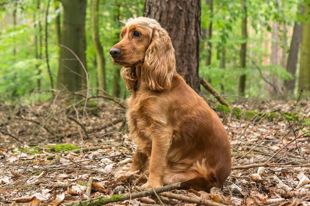 English Cocker Spaniel