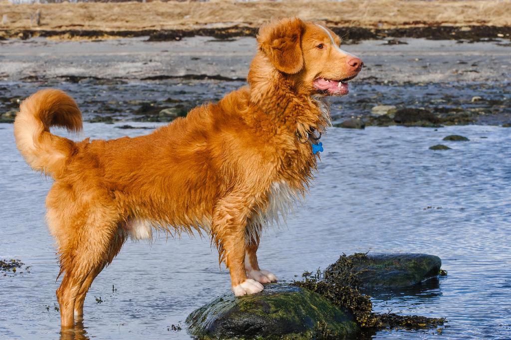 Nova Scotia Duck-Tolling Retriever