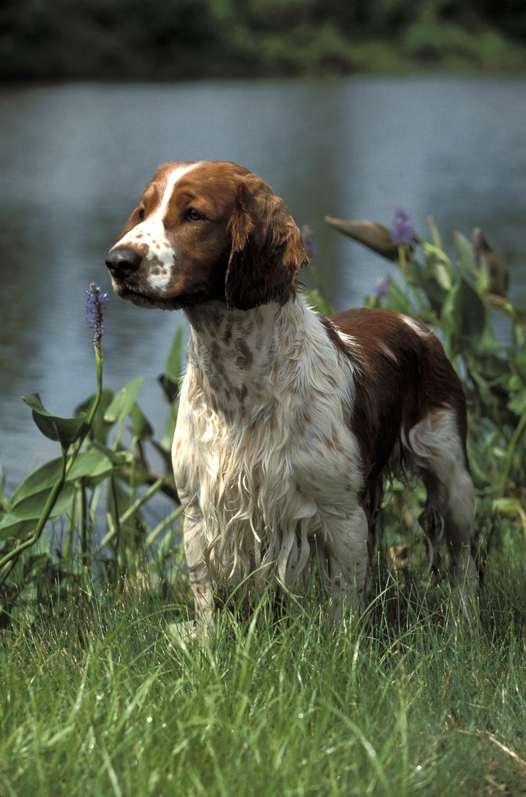 Welsh Springer Spaniel Welsh Springer Spaniel