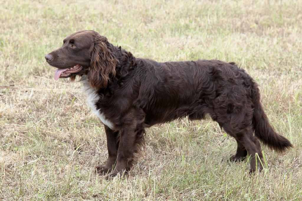 Deutscher Wachtelhund