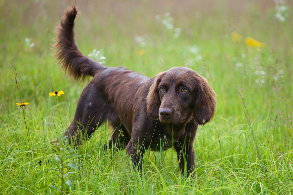 German Longhaired Pointer German Longhaired Pointer