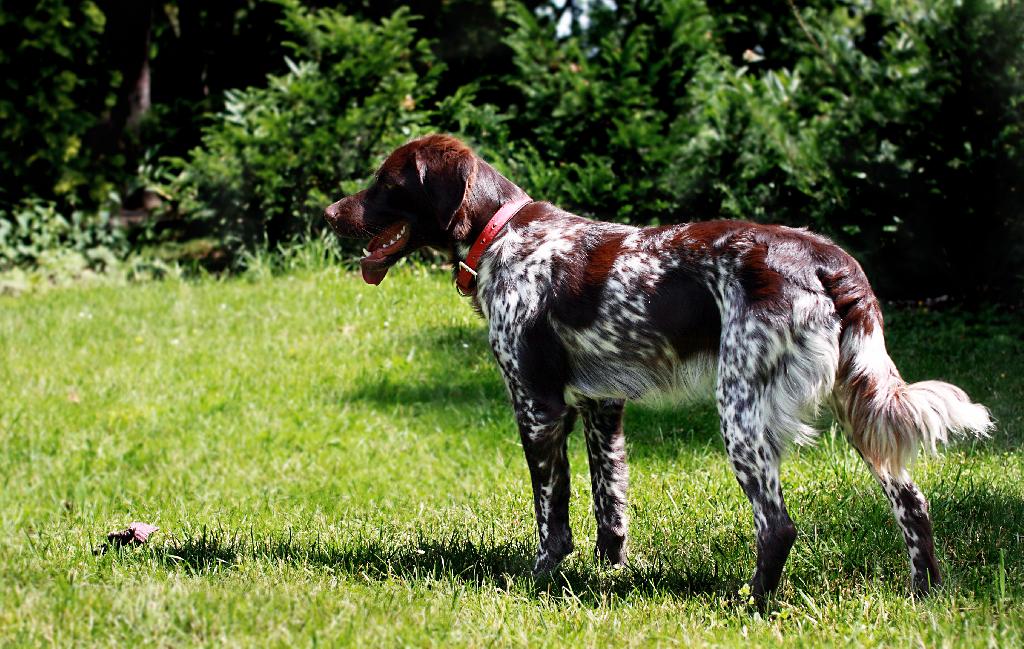 French Spaniel