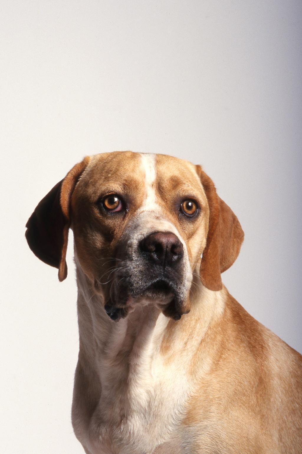 Portuguese Pointer Portuguese Pointer