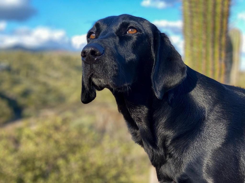 British Labrador Retriever British Labrador Retriever