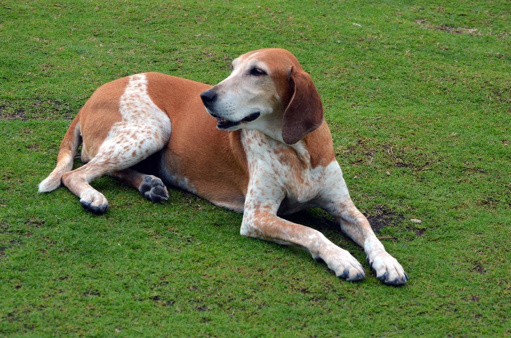 English Coonhound English Coonhound