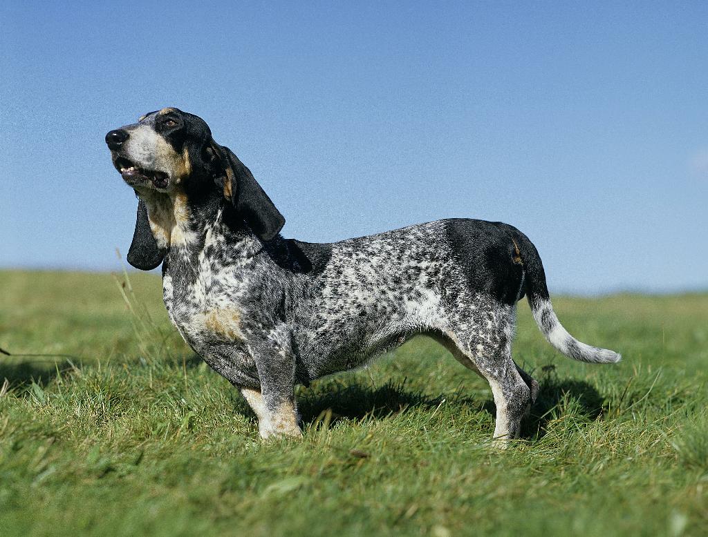 Basset Bleu de Gascogne