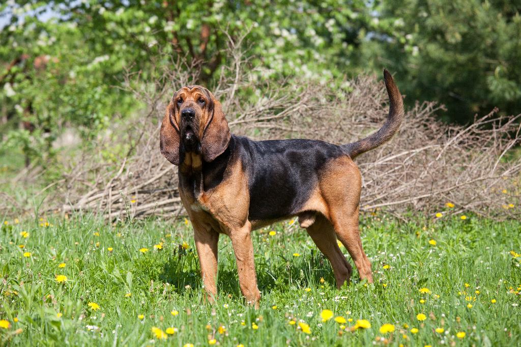 Bloodhound