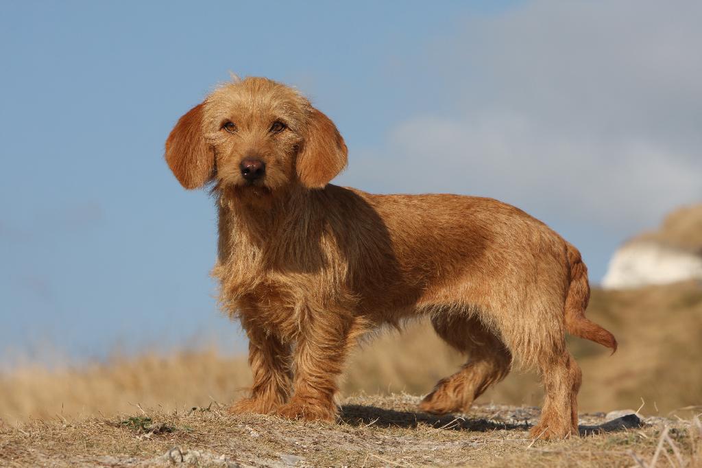 Basset Fauve de Bretagne