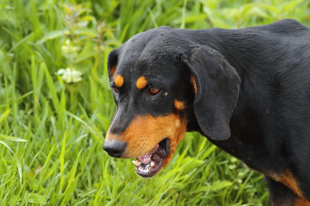 Hungarian hound
