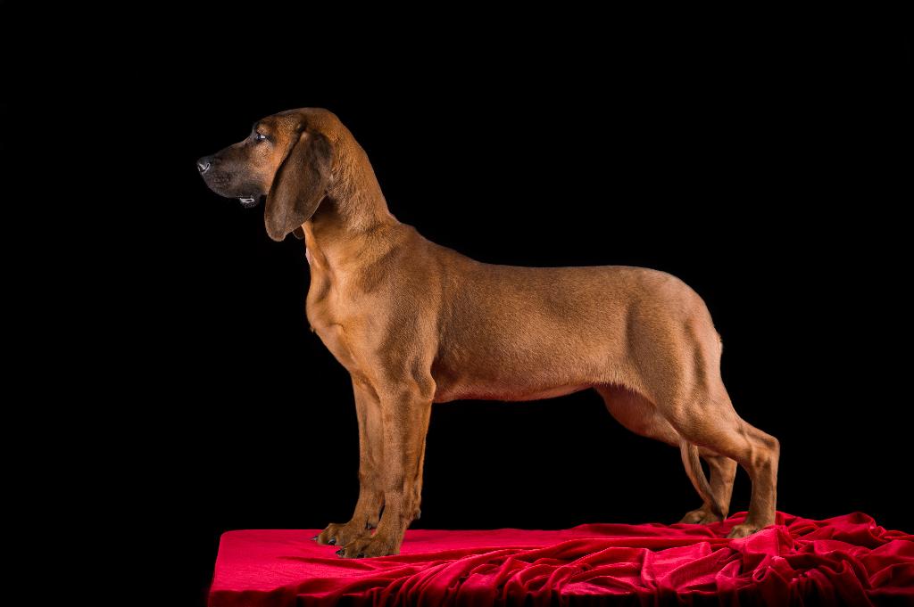 Hanover Hound