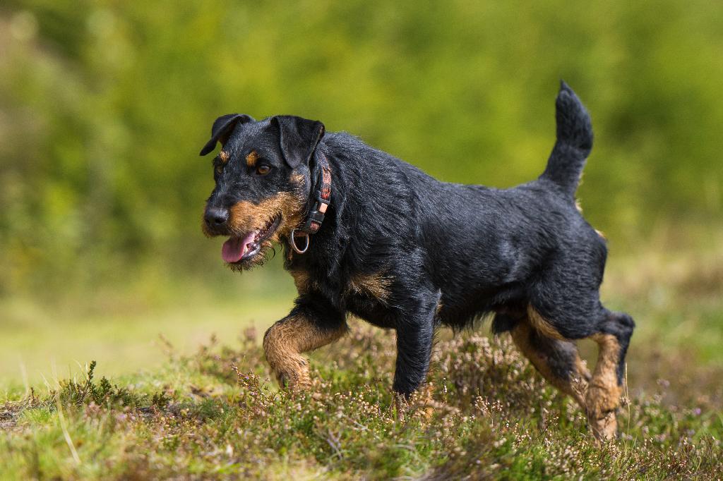 Jagd Terrier