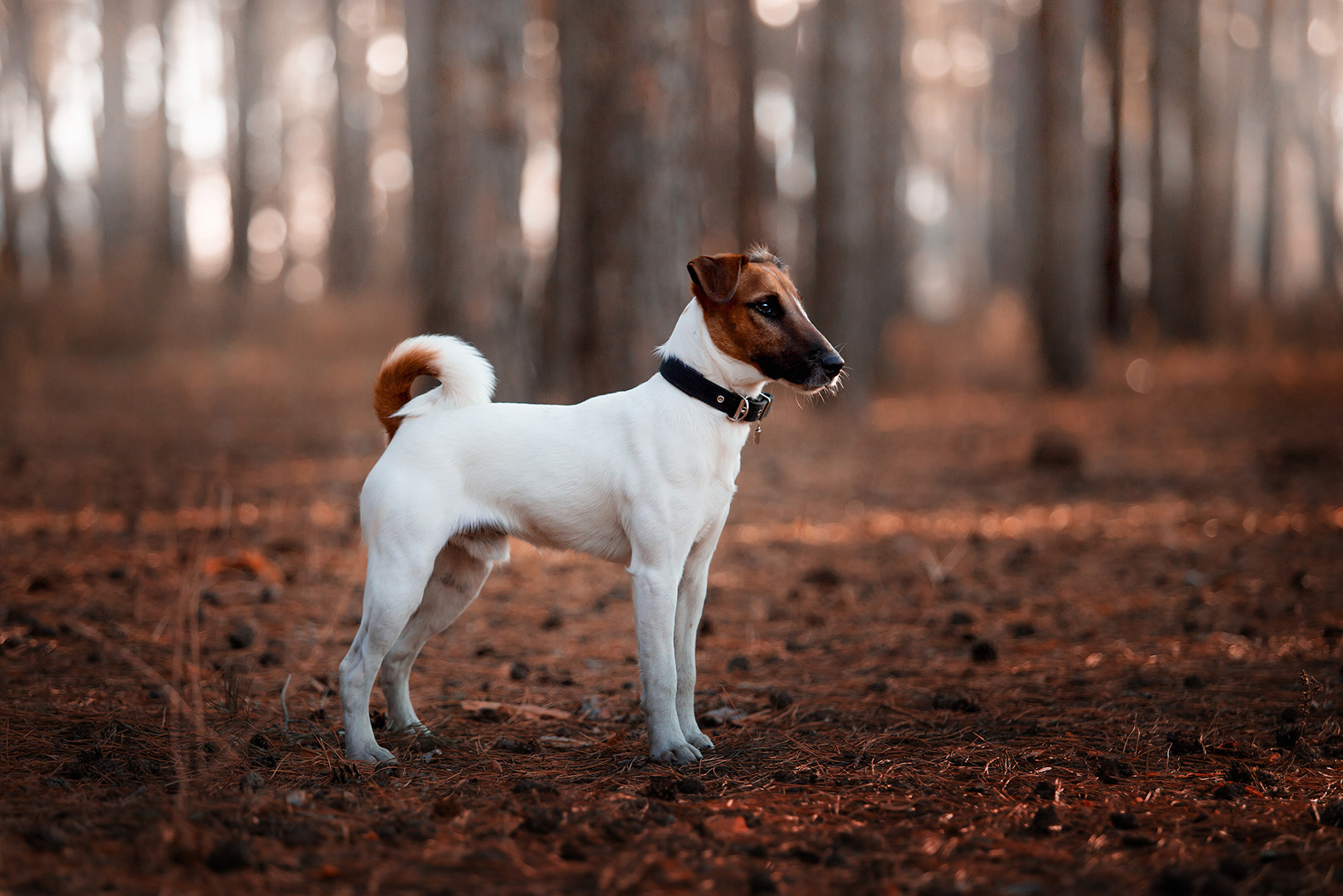 Toy Fox Terrier Toy Fox Terrier