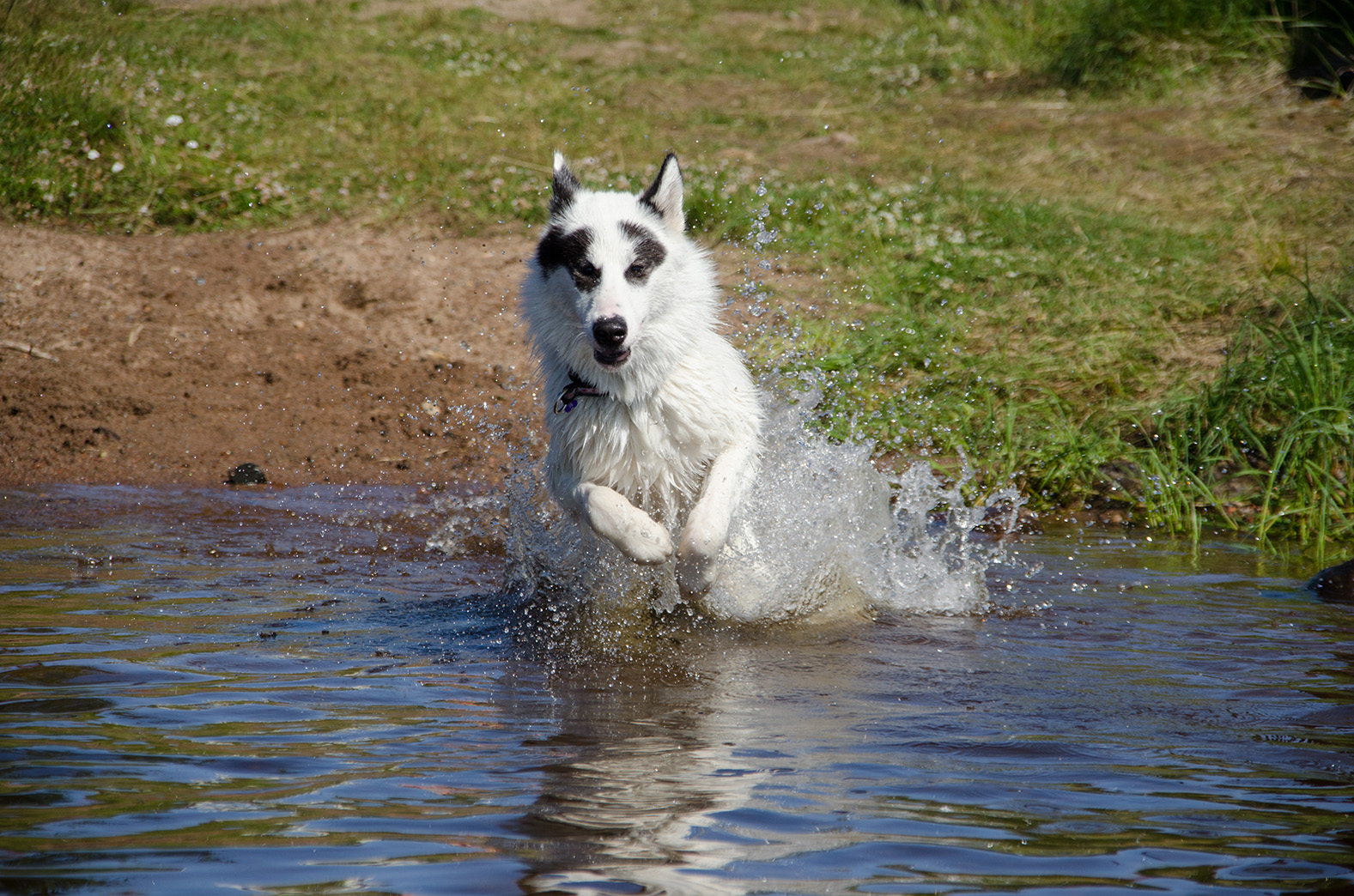Canadian Eskimo Dog